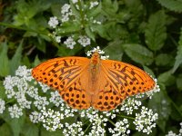 Argynnis paphia 151, Keizersmantel, on Aegopodium podagraria, Saxifraga-Kars Veling