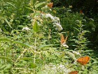 Argynnis paphia 154, Keizersmantel, on Aegopodium podagraria, Saxifraga-Kars Veling