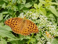 Argynnis paphia 155, Keizersmantel, on Aegopodium podagraria, Saxifraga-Kars Veling