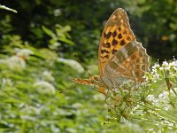 Argynnis paphia 159, Keizersmantel, on Aegopodium podagraria, Saxifraga-Kars Veling