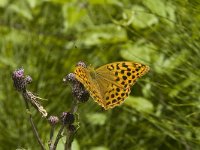 Argynnis paphia 16, Keizersmantel, female, Saxifraga-Jan van der Straaten