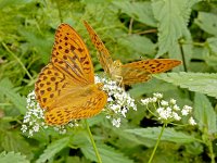 Argynnis paphia 161, Keizersmantel, on Aegopodium podagraria, Saxifraga-Kars Veling