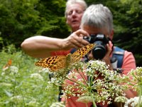 Argynnis paphia 166, Keizersmantel, on Aegopodium podagraria, Saxifraga-Kars Veling