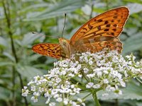 Argynnis paphia 170, Keizersmantel, on Aegopodium podagraria, Saxifraga-Kars Veling