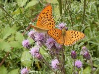 Argynnis paphia 174, Keizersmantel, on Cirsium arvense, Saxifraga-Kars Veling