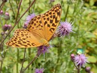 Argynnis paphia 176, Keizersmantel, on Cirsium arvense, Saxifraga-Kars Veling