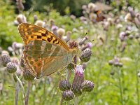 Argynnis paphia 179, Keizersmantel, on Cirsium arvense, Saxifraga-Kars Veling