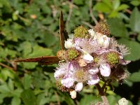 Argynnis paphia 180, Keizersmantel, on Rubus, Saxifraga-Kars Veling