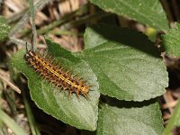 Argynnis paphia 182, Keizersmantel, larva on Viola, Saxifraga-Kars Veling