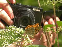 Argynnis paphia 185, Keizersmantel, Saxifraga-Kars Veling