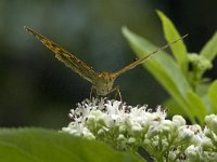 Argynnis paphia 21, Keizersmantel, Saxifraga-Jan van der Straaten