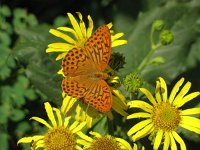 Argynnis paphia 25, Keizersmantel, male, Saxifraga-Kees Laarhoven