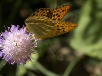 Argynnis paphia 26, Keizersmantel, male, Saxifraga-Marijke Verhagen