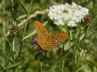 Argynnis paphia 30, Keizersmantel, male, Saxifraga-Jan van der Straaten