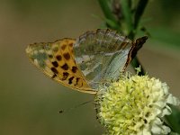 Argynnis paphia 38, Keizersmantel, Saxifraga-Jan van der Straaten