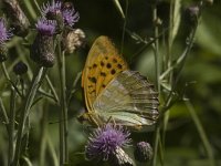 Argynnis paphia 40, Keizersmantel, Saxifraga-Jan van der Straaten