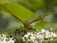 Argynnis paphia 45, Keizersmantel, Saxifraga-Marijke Verhagen