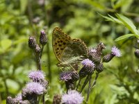 Argynnis paphia 46, Keizersmantel, Saxifraga-Jan van der Straaten