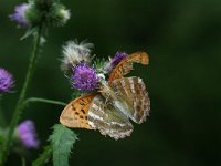 Argynnis paphia 5, Keizersmantel, Vlinderstichting-Kars Veling