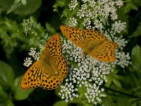 Argynnis paphia 50, Keizersmantel, Vlinderstichting-Kars Veling