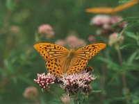 Argynnis paphia 52, Keizersmantel, Vlinderstichting-Kars Veling