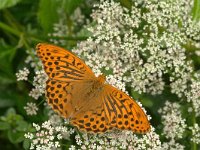 Argynnis paphia 53, Keizersmantel, Vlinderstichting-Kars Veling