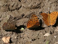 Argynnis paphia 56, Keizersmantel, Vlinderstichting-Kars Veling