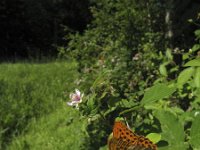 Argynnis paphia 59, Keizersmantel, Saxifraga-Rob Felix : Animalia, Arthropoda, Insecta, Lepidoptera, animal, arthropod, butterfly, dier, dieren, geleedpotige, geleedpotigen, insect, insecten, vlinder, vlinders