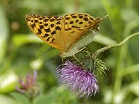 Argynnis paphia 60, Keizersmantel, Saxifraga-Ab H Baas