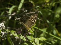 Argynnis paphia 65, forma valesina, Keizersmantel, female, Saxifraga-Jan van der Straaten