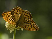 Argynnis paphia 66, Keizersmantel, Saxifraga-Jan van der Straaten