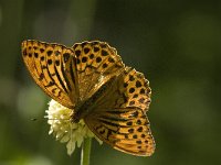 Argynnis paphia 67, Keizersmantel, Saxifraga-Jan van der Straaten