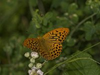 Argynnis paphia 70, Keizersmantel, male, Saxifraga-Jan van der Straaten