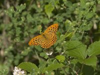 Argynnis paphia 71, Keizersmantel, male, Saxifraga-Jan van der Straaten