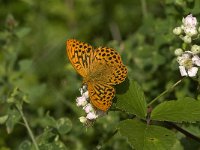 Argynnis paphia 76, Keizersmantel, male, Saxifraga-Jan van der Straaten