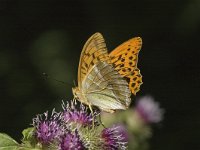 Argynnis paphia 8, Keizersmantel, female, Saxifraga-Jan van der Straaten