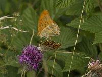 Argynnis paphia 81, Keizersmantel, display, Saxifraga-Jan van der Straaten