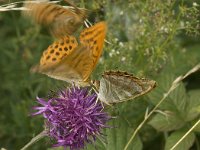 Argynnis paphia 87, Keizersmantel, display, Saxifraga-Jan van der Straaten