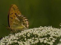 Argynnis paphia 88, Keizersmantel, Saxifraga-Jan van der Straaten