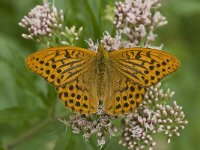 Argynnis paphia 92, Keizersmantel, Saxifraga-Willem van Kruijsbergen