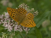 Argynnis paphia 93, Keizersmantel, Saxifraga-Willem van Kruijsbergen