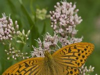 Argynnis paphia 95, Keizersmantel, Saxifraga-Willem van Kruijsbergen