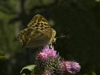 Argynnis paphia ssp valesina 89, female, Keizersmantel, Saxifraga-Marijke Verhagen