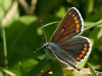 Aricia agestis 11, Bruin blauwtje, Vlinderstichting-Kars Veling