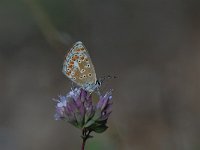 Aricia agestis 13, Bruin blauwtje, Saxifraga-Arthur van Dijk