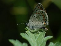 Aricia agestis 14, Bruin blauwtje, Saxifraga-Arthur van Dijk