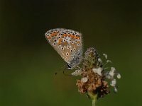 Aricia agestis 15, Bruin blauwtje, Saxifraga-Arthur van Dijk