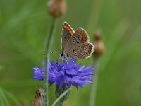 Aricia agestis 16, Bruin blauwtje, Saxifraga-Arthur van Dijk