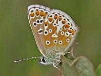 177_16, Bruin blauwtje : Aricia agestis, Bruin blauwtje, Brown Argus