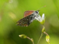 Aricia agestis 21, Bruin blauwtje, Saxifraga-Rudmer Zwerver